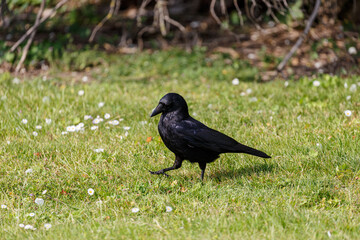 Crow walking on grass field