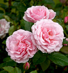 Rosa 'Radox Bouquet' (Harmusky).  A soft pink Hybrid Tea rose.