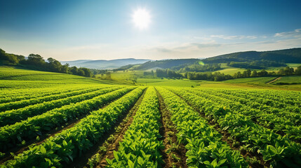 Fototapeta na wymiar panoramic photo of a beautiful agricultural view with bright sky