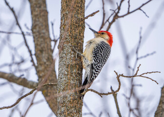 woodpecker on tree
