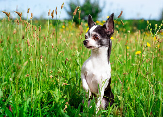 A small chihuahua dog is sitting in the grass. The dog raised his paw and turned his head to the side. He is surprised and attentive. The photo is blurred and horizontal
