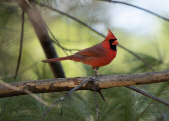robin on a branch