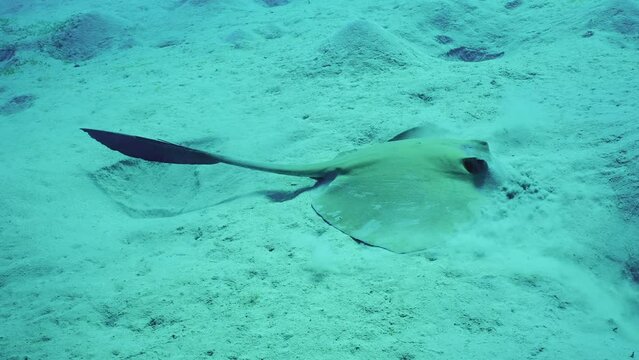 Close-up of Сowtail Weralli stingray (Pastinachus sephen) digs sand on seabed, Slow motion