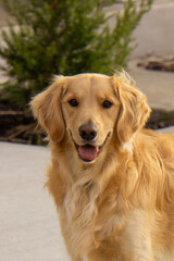 Golden Shepard dog guarding his house