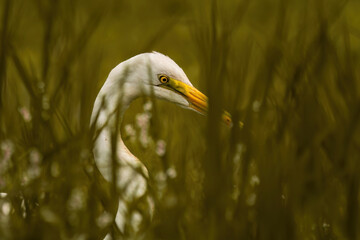 Great Egret behind leafy brush