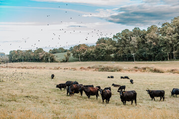 Black cows grazing in a field with birds flying in the sky
