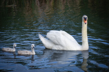 Mommy Swan and Her Baby Swan Cygnets © Cavan