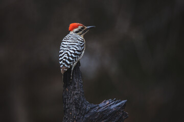 Male Woodpecker Bird Sitting On Old Tree Stump