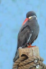 Inca Tern Bird On Post