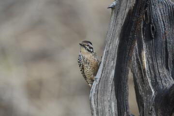 Female Tan Woodpecker Bird On Tree