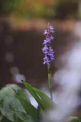 Pickerelweed (Pontederia Cordata) Purple Flower