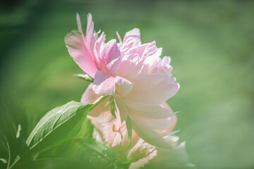 Obraz premium Pink and white peony flowers in bloom in spring garden.
