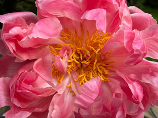 Pink peony flower in bloom in spring garden.