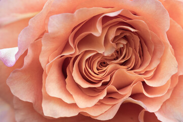 Pink rose blooming in spring garden.