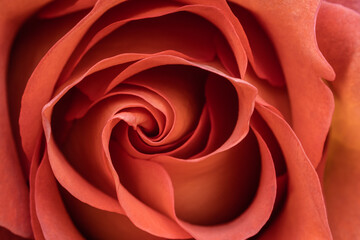 Dark pink rose blooming in spring garden.