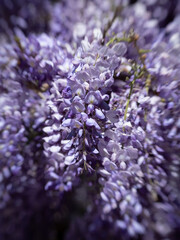 Purple wisteria flowers climbing on garden trellis in spring.