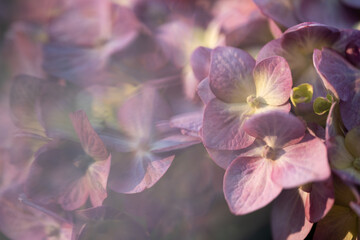 Image of Dark pink hydrangea  blooming in early summer. printed on Printed Glass Splashbacks