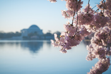Cherry blossoms at peak bloom on the Tidal Basin in Washington, D.C.