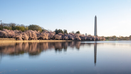 Cherry blossoms at peak bloom on the Tidal Basin in Washington, D.C.