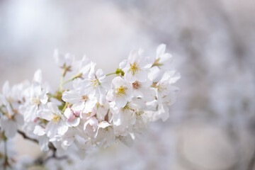 Cherry blossoms at peak bloom on the Tidal Basin in Washington, D.C.
