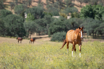 Fototapeta premium Three horses in flowery meadowapproaching