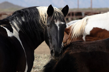 Black horse head turned back looking at viewer