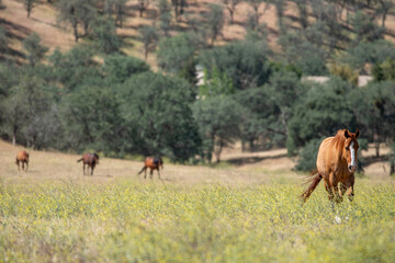 Four horses in flowery meadow approaching