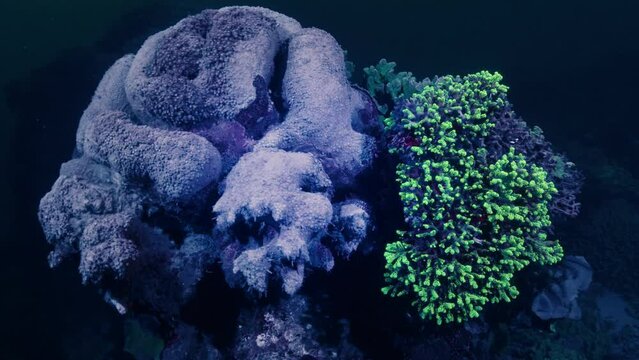 Coral shines acid green light under ultraviolet light. Underwater footage of the corals glowing under UV light