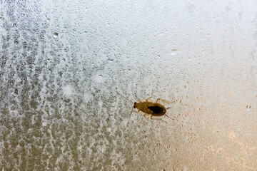 Cockroach on glass with water droplets