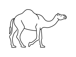 Camel linear vector icon. Isolated outline of a camel on a white background. Hand drawn camel.