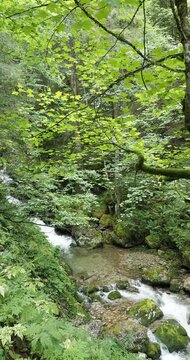 To see in Upper Bavaria. The Schiffbach stream arises near Rottachalm surrounded by meadows and forest flowing in cascade before joining the river Rottach and the Tegernsee
