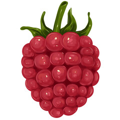 Raspberry hand drawn