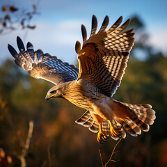 Obraz premium side view of a Red-shouldered hawk in flight, Blue sky with thin clouds, 