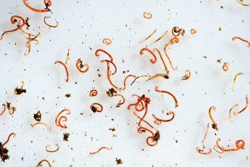 common earthworm in water,red worm