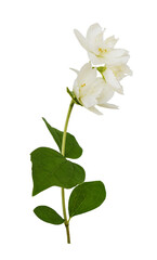 Jasmine flowers and leaves isolated on white or transparent background
