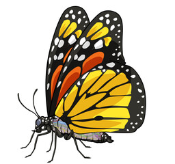 Butterfly illustration xray anatomy