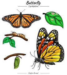 Butterfly illustration bundle