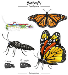 Butterfly with anatomy illustration
