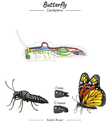 Butterfly anatomy template