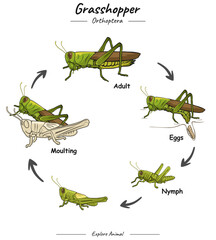 Grasshopper life cycle.