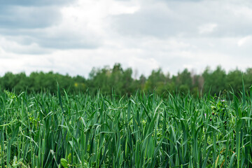 Obraz premium The agricultural land of a green corn farm with perfect sky. Location place of Ukrainian agricultural region, Europe. Cultivated fields. Photo wallpaper. Minimalistic landscape. Beauty of earth.