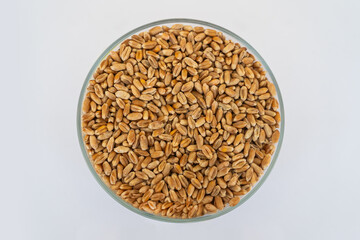 dry seeds in plate on white background view from above. grain crops, wheat