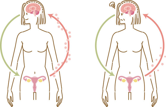 女性ホルモン　エストロゲンの分泌イメージ（性成熟期女性と更年期女性のセット）