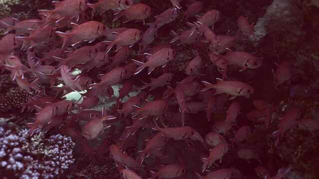 School of Soldierfish hiding in shadow of coral cave on bright sunny day, Slow motion, Camer moving forwards. Blotcheye soldierfish or Squirrelfish (Myripristis berndti) 