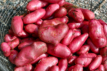Cherie potatoes cleaned up ready to cook