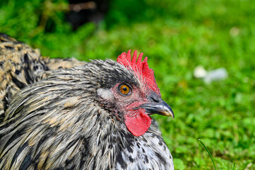 Hedemora rooster lying on lawn in garden