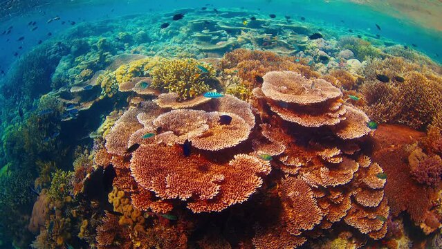 Healthy coral reef underwater in Komodo National Park in Indonesia. Camera slowly moves underwater over the colourful reef with a lot of healthy corals and fish