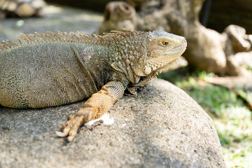 Portrait of an iguana close-up. Iguana lizard. Iguana in nature. Iguana portrait. 