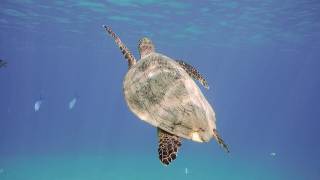 Back view of Se Turtle slowly floats up in blue water resurfacing to breathe, close up, slow motion. Hawksbill Se Turtle or Biss (Eretmochelys imbricata)