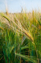 green ears of immature barley against a blue sky, selective focus